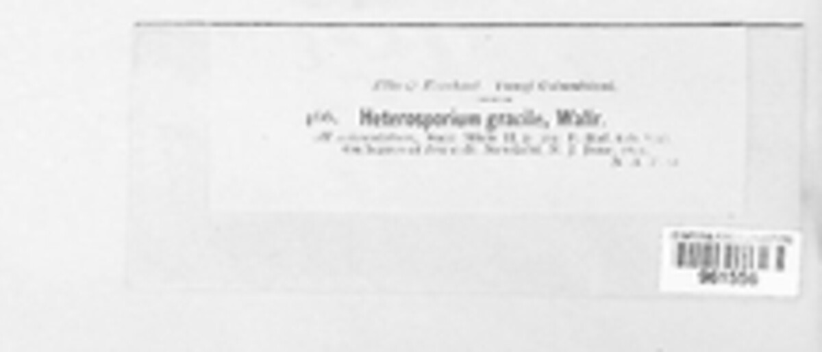Cladosporium iridis image